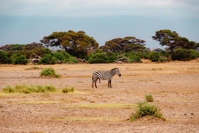 A zebra with penis sticking out amidst  umbrella thorn acacia trees in amboseli national park, kenya