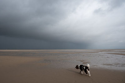 View of dog on beach against dramatic sky