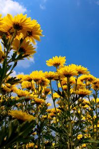 Low angle view of yellow flowering plant