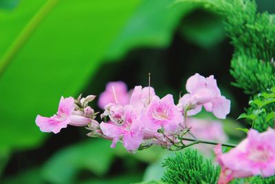 Close-up of pink flowering plant