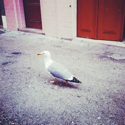 Bird perching on wall
