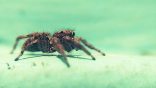 Close-up of spider