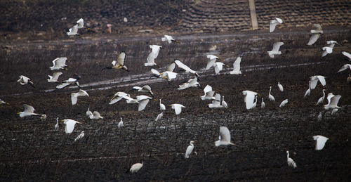 Birds flying in a row