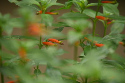 Close-up of orange fish