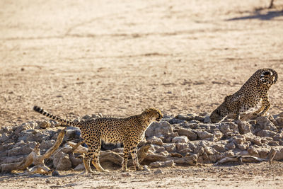 Cheetah walking on field