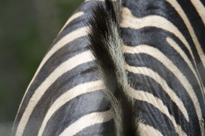 Close-up of zebra mane