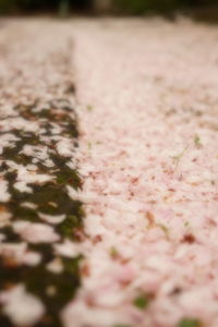 Close-up of plant against blurred background