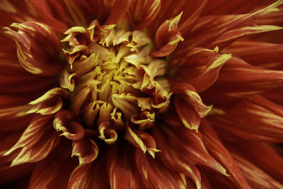 Full frame shot of flowering plant