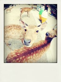 animal themes