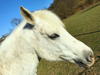 Close-up of a horse