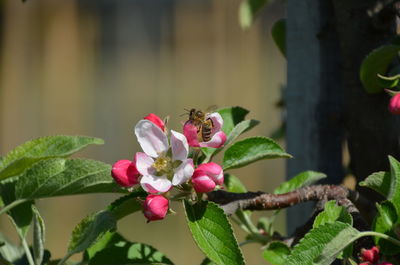 Close-up of pink flowers