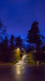 Road along trees at night