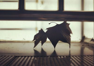 Close-up of horse in window