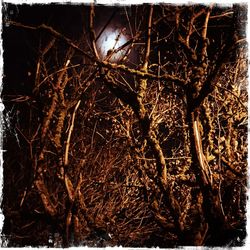 Close-up of dry tree at night