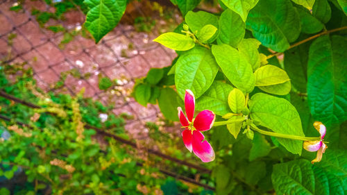 Close-up of pink flowers