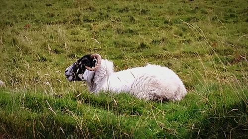 Dog resting on grassy field