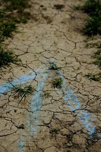 High angle view of dry leaf on land