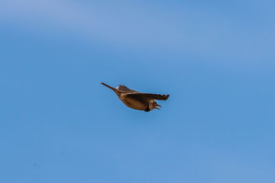 Low angle view of bird flying