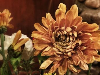 Close-up of flowers blooming outdoors