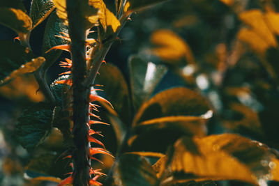 Close-up of fresh leaves