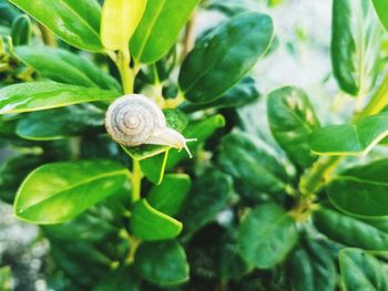 Close-up of snail on plant