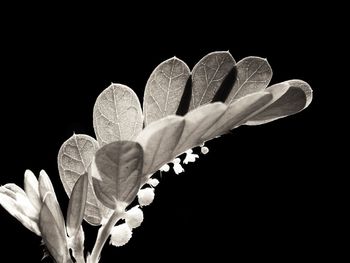 Close-up of flower against black background