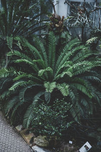 Close-up of palm tree