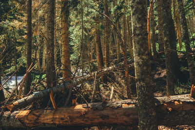 Trees in forest