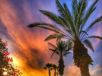 Low angle view of palm trees against sky