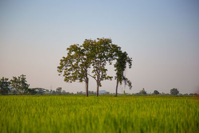 Scenic view of agricultural field against clear sky