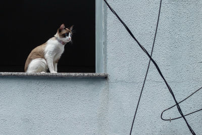 Cat sitting on wall