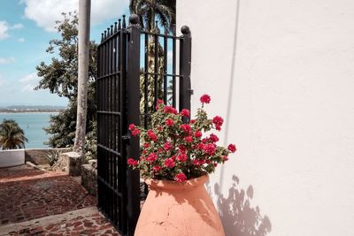 Close-up of flowering plant against wall