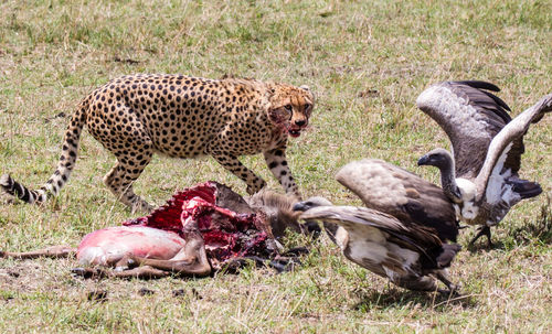 Cheetah and vultures by dead animal on field