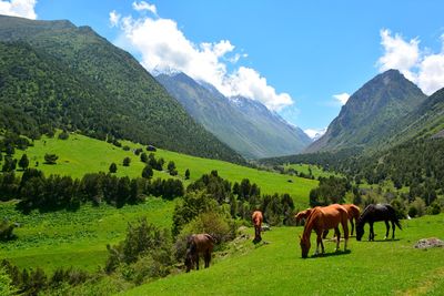 Horses grazing in a field