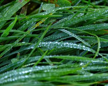 Close-up of water drops on plant leaves during rainy season