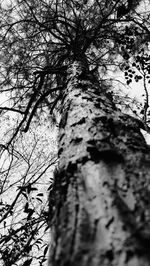 Low angle view of bare trees against sky