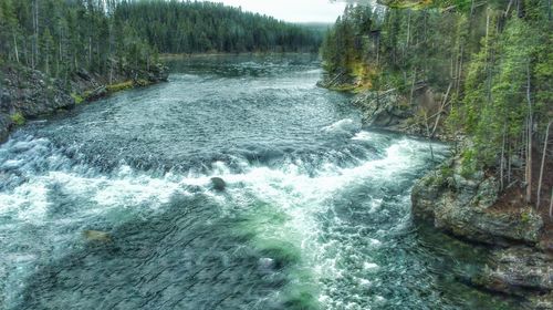 River flowing through forest