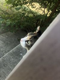 Close-up portrait of a cat