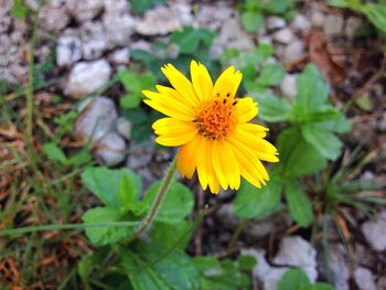 Close-up of yellow flower