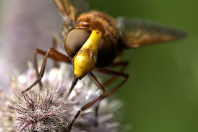 Close-up of insect on flower