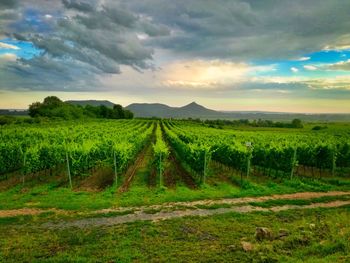 Scenic view of vineyard against sky