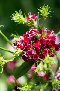 Pink flowers blooming outdoors