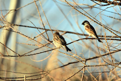 Bird perching on branch