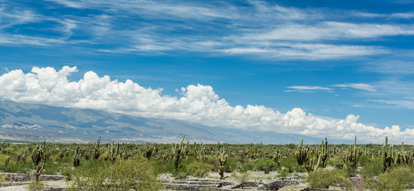 Panoramic view of landscape against sky