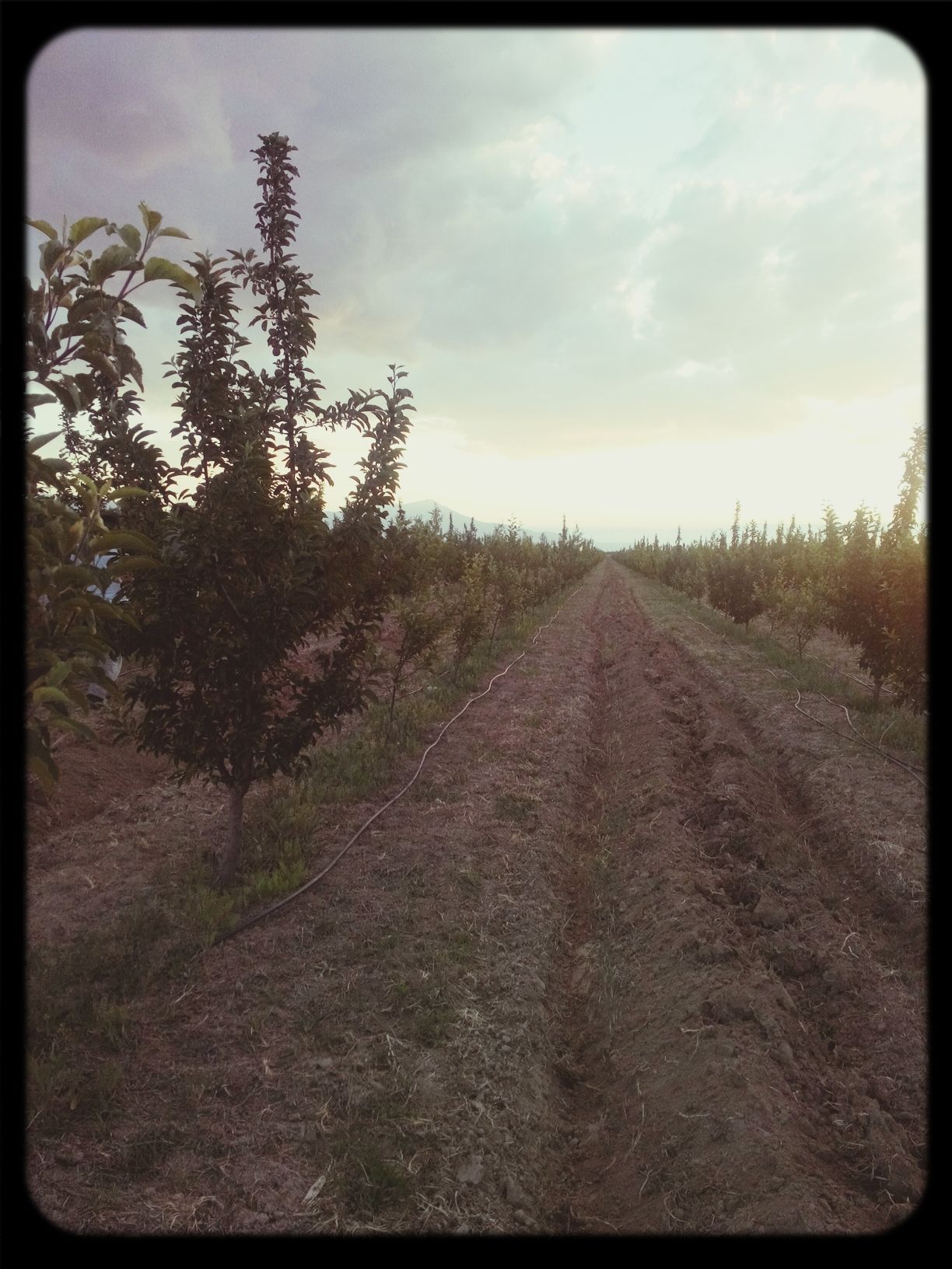 Apple garden