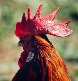 Close-up of rooster