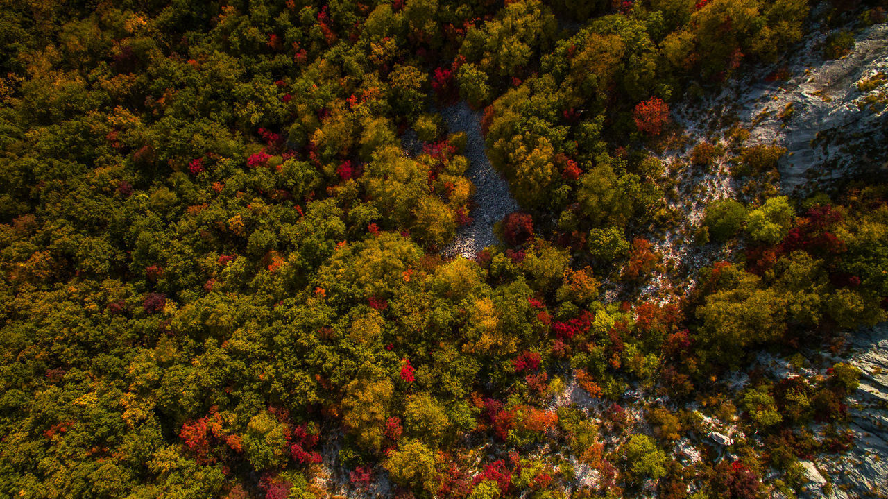 VIEW OF TREES IN FOREST