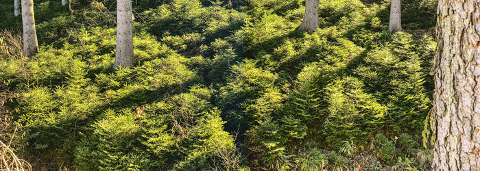 High angle view of pine trees in forest