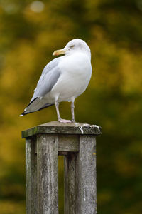 Portrait of a seagull perched on a wooden post