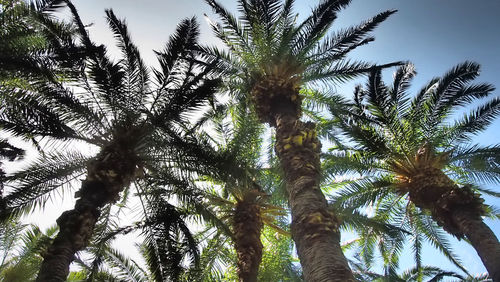 Low angle view of palm trees against sky